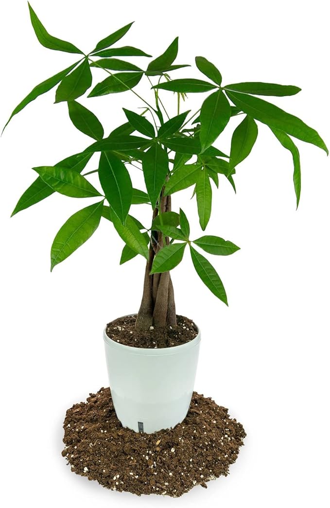 Healthy Soil, Juicy Mandarins - Gardenera's Soil Mix is a Must-Have for Citrus Lovers! - 10 Quart