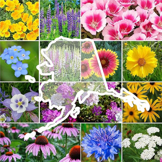 Eden Brothers Alaska Wildflower Mixed Seeds for Planting, 1 lb, 480,000+ Seeds with Yarrow, Foxglove, Cornflower | Attracts Pollinators, Plant in Spring or Fall, Zones
