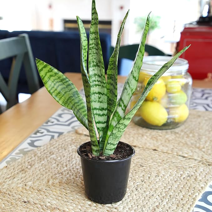 Live Snake Plant, Sansevieria Zeylanica, Indoor House Plant in Pot, Mother in Law Tongue Sansevieria Plant Live, Potted Succulent Plant, Fully Rooted Houseplant in Potting Soil by Plants for Pets