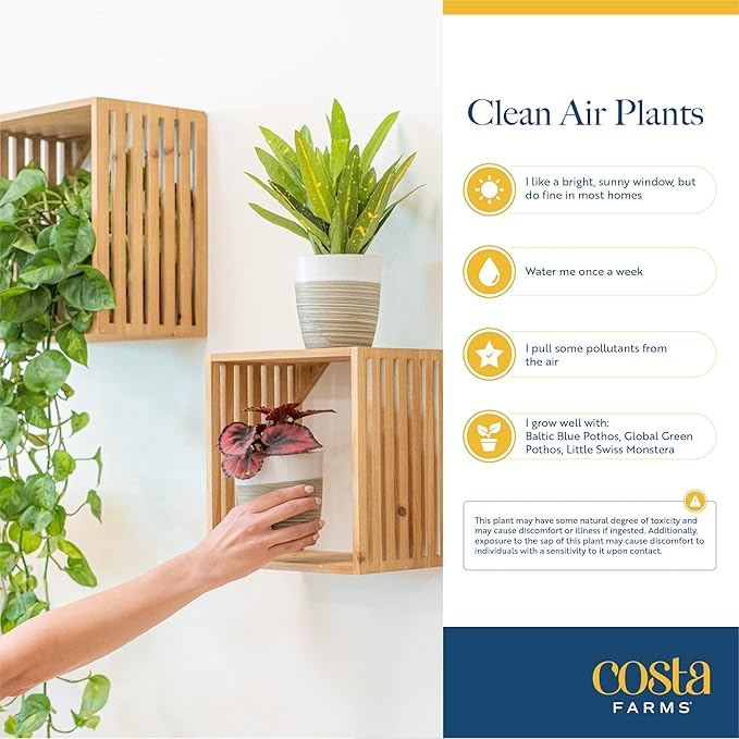 Costa Farms Live House Plants (4 Pack), Easy to Grow Live Indoor Houseplants, Grower's Choice Air Purifier Set, Potted in Indoors Garden Plant Pots, Potting Soil, Housewarming Gift, Home or Room Decor