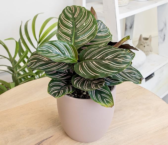 Altman Plants, Classic Houseplant Collection (4PK) Live Plants Indoor Plants Live Houseplants in Plant Pots, Easy House Plants Indoors Live, Snake Plant, Pothos in Potting Soil, Clean Air Plants