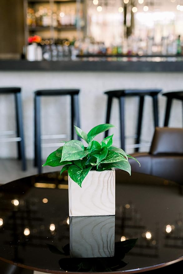 Wood Planter Box, 5 Inch Square, Rose Wood, Plastic Liner, Garden Centerpiece Display, Wedding Flowers Holder, Home and Venue Decor (5x5 Set of 4, Rose Wood)