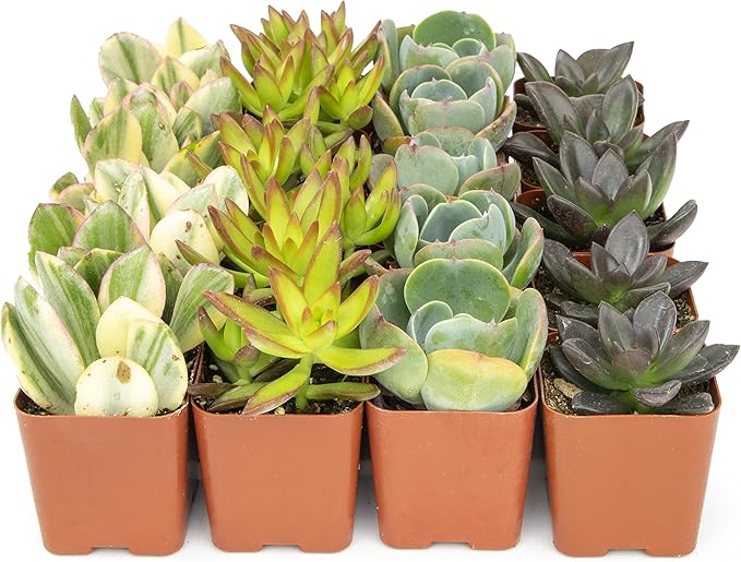 Succulents Plants Live (20PK) Potted Succulent Plants Live House Plants, Cactus Plants Live Plants Indoor Plants Live Houseplants, Indoor Plant Succulents Live Plant House Plant by Plants for Pets