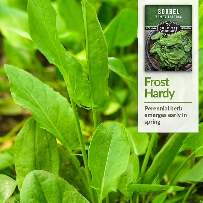 1 Pack Sorrel Seed for Planting - Packet with Instructions to Plant and Grow Rumex Acetosa Tangy Herb and Salad Greens in Your Home Vegetable Garden - Non-GMO Heirloom Variety - Survival Garden Seeds