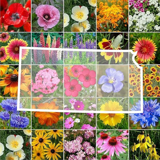 Eden Brothers Kansas Wildflower Mixed Seeds for Planting, 1/4 lb, 120,000+ Seeds with Candytuft, Cosmos | Attracts Pollinators, Plant in Spring or Fall, Zones