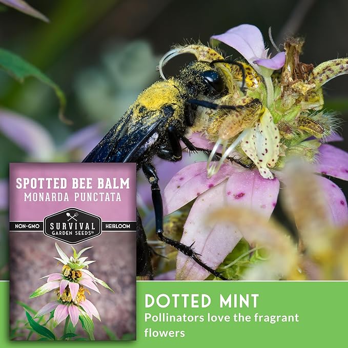 Survival Garden Seeds - Spotted Bee Balm Seed for Planting - 2 Packs with Instructions to Plant & Grow Monarda Punctata Your Home Herb Garden - Dotted Mint Wildflower Non-GMO Heirloom Variety
