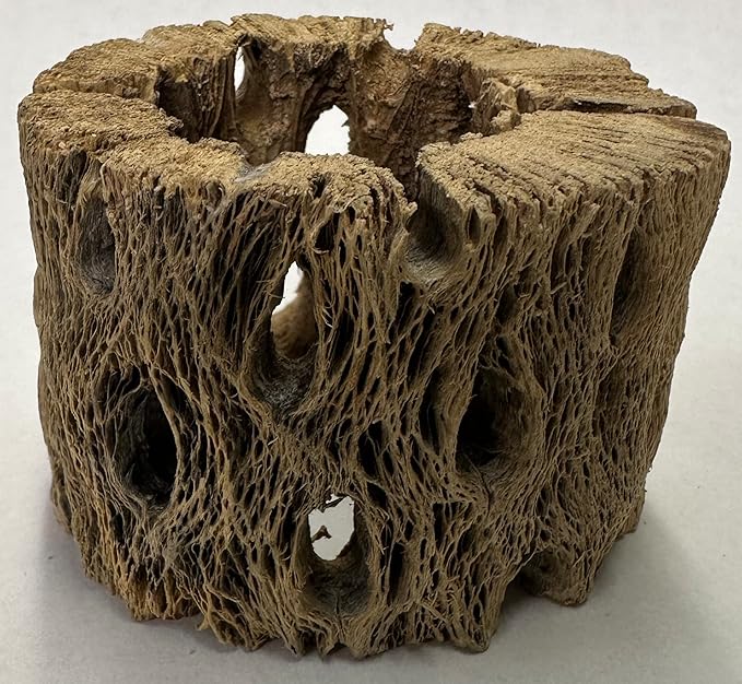 3 Natural Cholla Wood Air Plant Display Holders Individually Unique Round Decorative Stands (3 Pack Cholla Rounds)