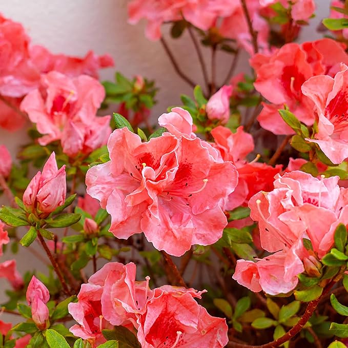1 Gallon Fashion Azalea Shrub