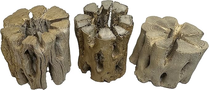 3 Natural Cholla Wood Air Plant Display Holders 2 inch Individually Unique Round Decorative Stands