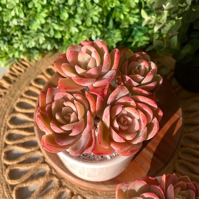 FWPP Live Succulents Plants Echeveria Silk Veil 3 inches,Rare Pink Succulents Bare Root Without Pot Soil, Live Plants Indoor Office Decoration Wedding and Gift