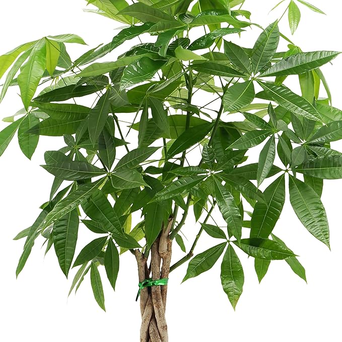 Money Tree Live Indoor Plant in 10 in. Plastic Grower Pot, Black *Sold by Amazon and Arcadia Garden Products*