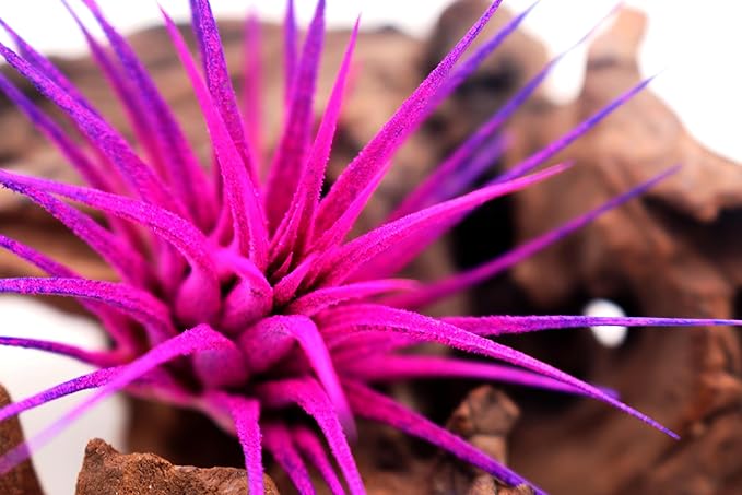 Dyed Tillandsia Ionantha Guatemala Enhanced Colored Colorful Air Plant Live Easy Care Indoor Outdoor Home Decor Gift Airplant by Awesome Industries Live Arrival Guaranteed (Moonbeam)