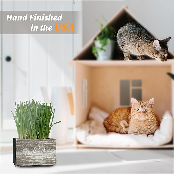 Cali Kiwi Organic Cat Grass Kit - Cat Grass for Indoor Cats with Toy – Natural Hairball Remedy, Supports Digestion & Health, Single Planter & Great Value (Sea Foam)