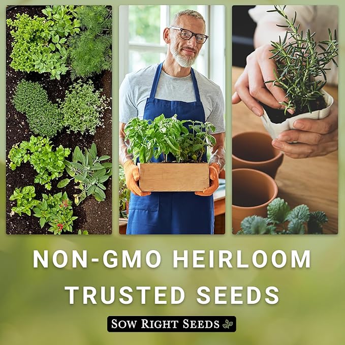 Sow Right Seeds - Sage Seeds for Planting - Non-GMO Heirloom Packet with Instructions to Plant and Grow Kitchen Herb Garden - Indoor or Outdoor - Great for Pollinators - Culinary Seasoning (1)