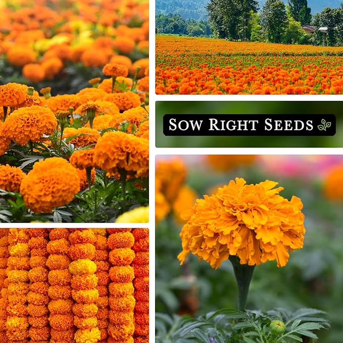 Sow Right Seeds Crackerjack African Marigold Seeds for Planting - Non-GMO Heirloom Seed Packet with Instructions - Companion Plant - Orange & Yellow Blooms Attract Pollinators, Deter Mosquitoes (4)