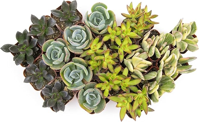 Succulents Plants Live (20PK) Potted Succulent Plants Live House Plants, Cactus Plants Live Plants Indoor Plants Live Houseplants, Indoor Plant Succulents Live Plant House Plant by Plants for Pets