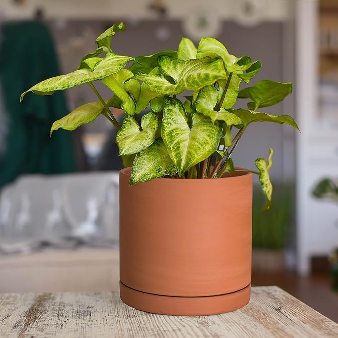 D'vine Dev Small 6 Inch Terracotta Plant Pot with Drainage Hole and Saucer, Round Cylinder Planter Pot for Indoor Plants, Set of 2, 40-X-B-3