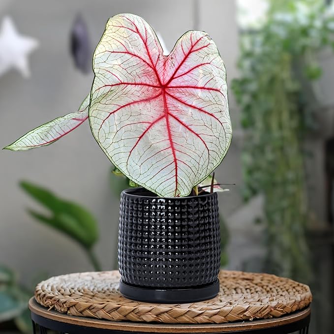 D'vine Dev 4 Inch Ceramic Beaded Stoneware Planter Pot - Flower Pot with Drainage Holes and Saucers for Indoor Succulent Plants or Flowers, Glossy Black, 27-C-Z-2