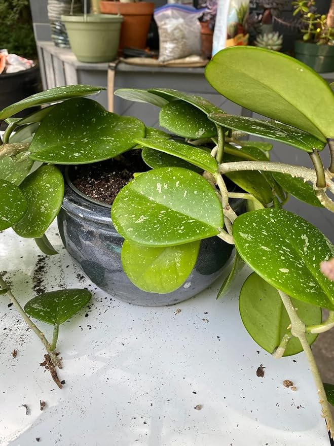 Hoya Plant Premium Potting Mix - 4 Quart - Optimal Balance for Thriving Hoyas: Air, Moisture, and Nutrient Retention