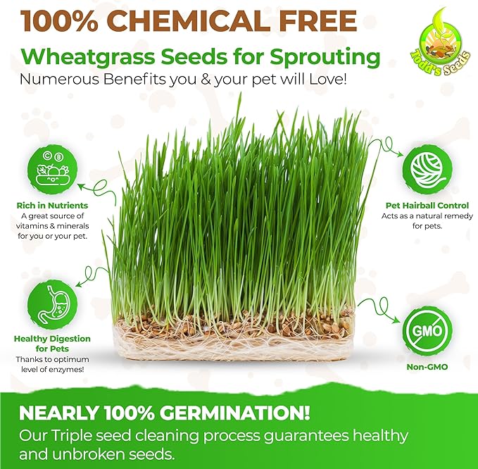 Todd’s Seeds – Cat Grass for Indoor Cats, 1lb Wheatgrass – Premium, Non-GMO, Pet-Safe & Easy to Grow – No Fillers, 100% Chemical-Free