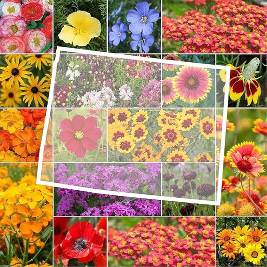 Eden Brothers Wyoming Wildflower Mixed Seeds for Planting, 1/4 lb, 120,000+ Seeds with Cornflower, Yarrow | Attracts Pollinators, Plant in Spring or Fall, Zones