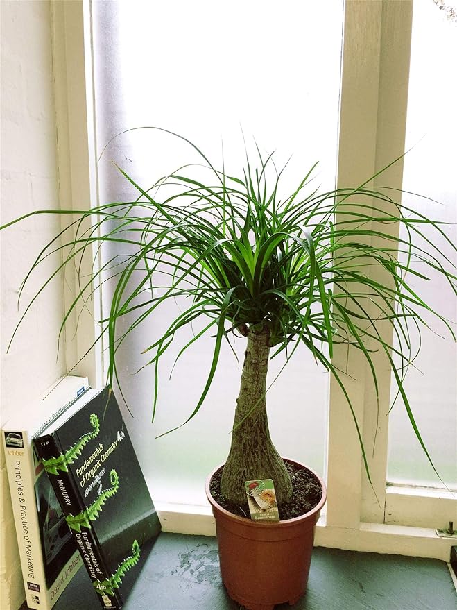 Ponytail Palm - 3 Live Plants in 6 Inch Growers Pots - Beaucarnea Recurvata - Beautiful Clean Air Indoor Succulent Houseplant