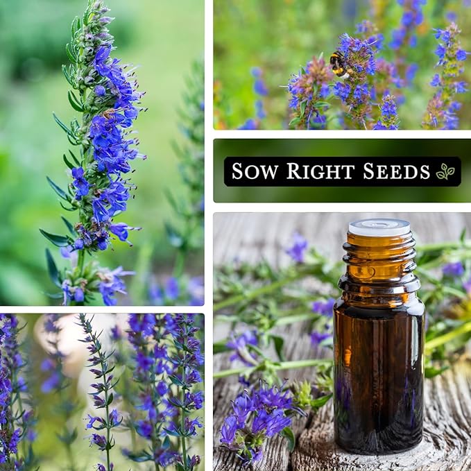 Sow Right Seeds - Hyssop Seed for Planting - Medicinal Herb to Plant in Your Garden - Outdoors - Attracts Pollinators - Stunning Purple Flowers - Non-GMO Heirloom Seeds - Great Gardening Gift (4)