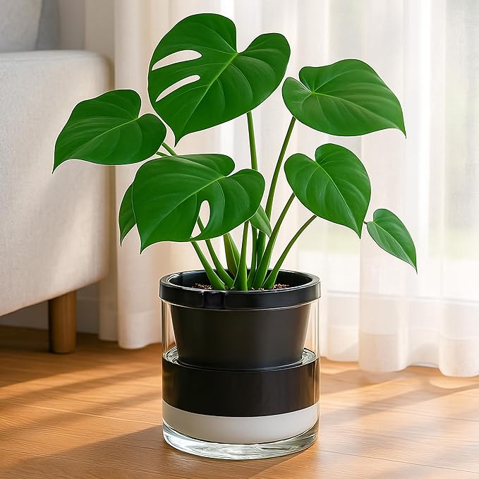 D'vine Dev 8 Inch Design Self Watering Planter for Indoor Plants, Black Terracotta Pot with Cylinder Glass Cup, 37-X-C-3