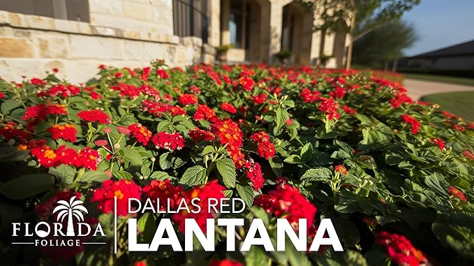 Lantana Dallas Red | 3 Large Gallon Size Plants | Lantana Camara | Flowering Perennial | Garden Colorful Bloom | Hardy Outdoor Decor | Vibrant Red Flowers