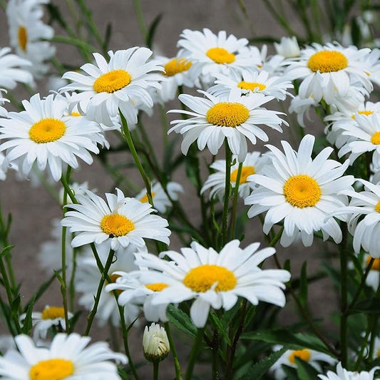 Outsidepride Shasta Daisy Chrysanthemum Seeds - 1/4 Lb. Perennial Deer Proof, Drought Tolerant, Wildflower Seeds for Pollinator Gardens, Cut Flowers & Water-Efficient, Low Maintenance Landscaping