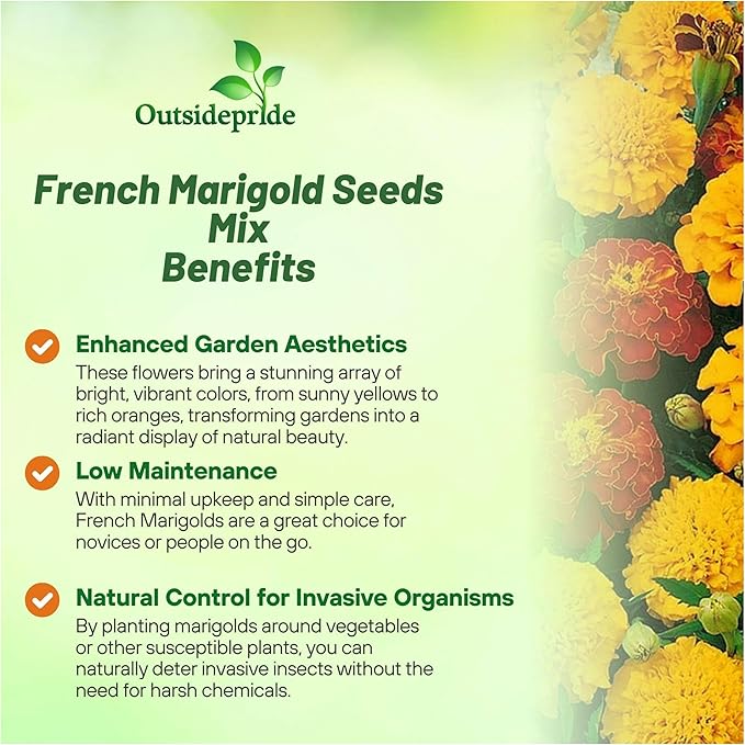 Outsidepride French Marigold Seeds Mix - 1/4 Lb. Annual, Compact, Heat & Drought Tolerant Flower Seeds for Planting w/Orange & Yellow Prolific Blooms, Ideal for Vibrant Pollinator Gardens