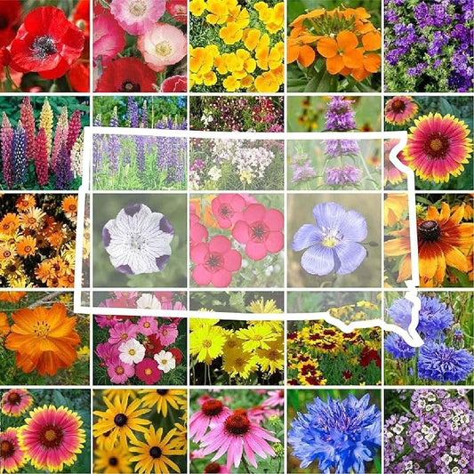 Eden Brothers South Dakota Wildflower Mixed Seeds for Planting, 1 lb, 480,000+ Seeds with Sweet Alyssum, Toadflax | Attracts Pollinators, Plant in Spring or Fall, Zones