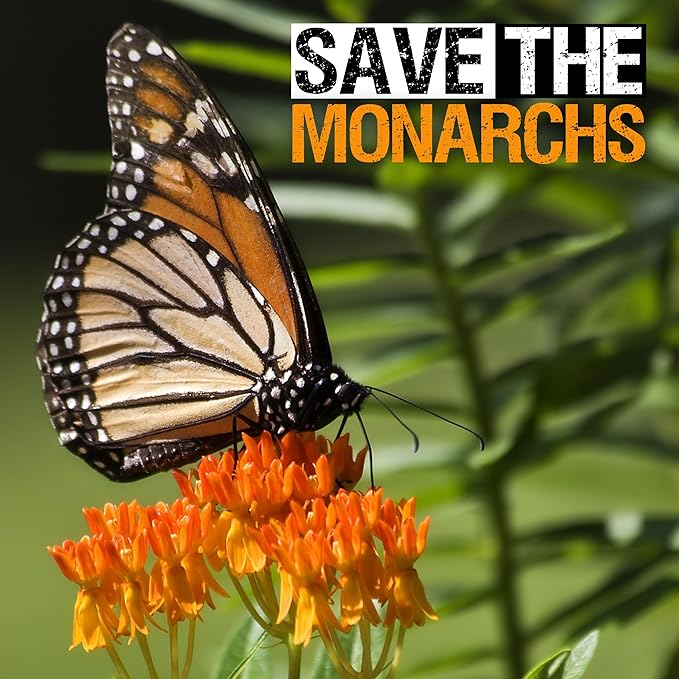 Seed Needs Orange Butterfly Milkweed Seeds for Planting - Heirloom & Untreated - Grow a Butterfly Garden to Attract Monarch Butterflies & Pollinators (1 Pack)