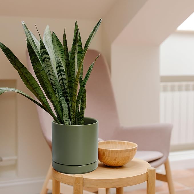 D'vine Dev 6 Inch Ceramic Planter Pot with Drainage Hole and Saucer, Indoor Cylinder Round Planter Pot, Olive, 94-O-C-J