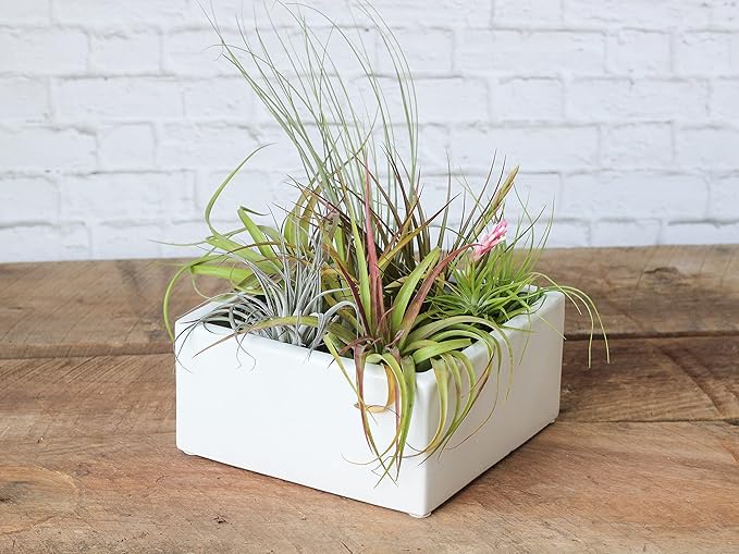 Air Plant Shop 10 Pack Tillandsia Air Plant Grab Bag of Premium Medium & Large Plants- Wholesale and Bulk - Succulents - Live Tillandsia - Easy Care Indoor and Outdoor House Plants