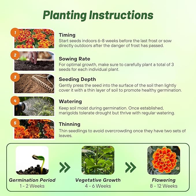 Outsidepride Durango Flame French Marigold Seeds - 250 Pcs Annual, Compact, Heat & Drought Tolerant Flower Seeds for Planting w/Anemone Type Bi-Colored Blooms, Ideal for Vibrant Pollinator Gardens