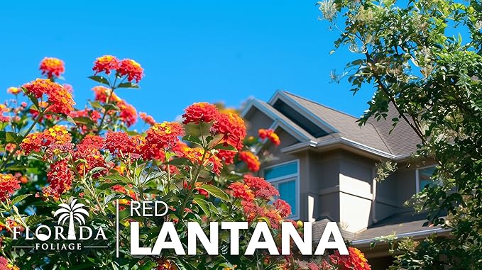 Lantana Dallas Red | 3 Large Gallon Size Plants | Lantana Camara | Flowering Perennial | Garden Colorful Bloom | Hardy Outdoor Decor | Vibrant Red Flowers