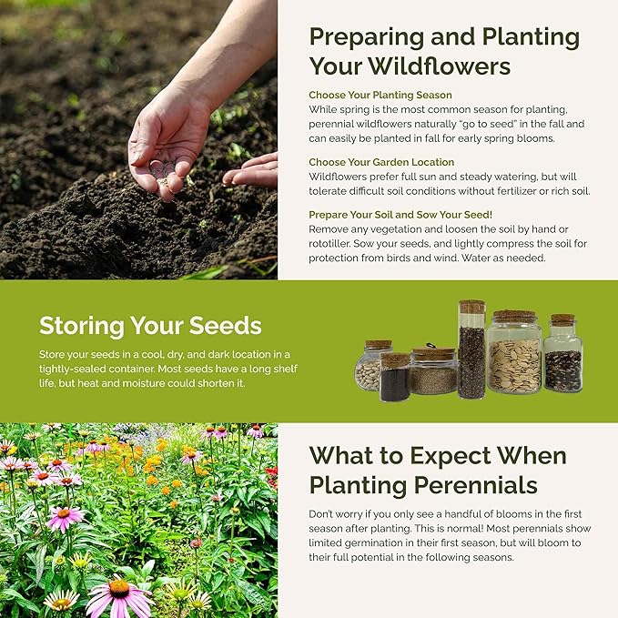 Eden Brothers Midwest All Perennial Wildflower Mixed Seeds for Planting, 1/4 lb, 120,000+ Seeds with Hyssop, Shasta Daisy | Attracts Pollinators, Plant in Spring or Fall, Zones 3, 4, 5, 6, 7, 8, 9, 10