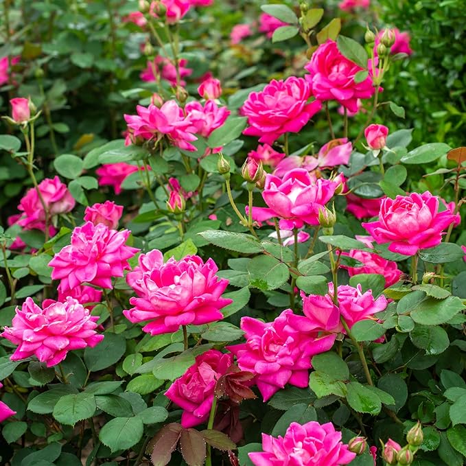 1 Gallon The Pink Double Knock Out® Rose Shrub