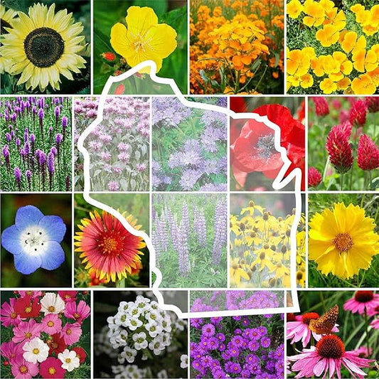 Eden Brothers Wisconsin Wildflower Mixed Seeds for Planting, 1 oz, 30,000+ Seeds with Sunflower, Aster | Attracts Pollinators, Plant in Spring or Fall, Zones