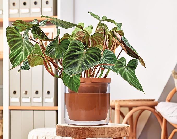 D'vine Dev 8 Inch Design Self Watering Pot for Indoor Plants, Terracotta Planter with Cylinder Glass Cup, Set of 1, 37-X-C-1