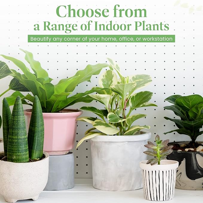 American Plant Exchange Calathea Rattlesnake with Stylish Pot Cover, Live Indoor Houseplant, 6-Inch Pot, Long Leaf Prayer Plant, Pet Safe, Tropical Houseplant for Home & Garden Décor