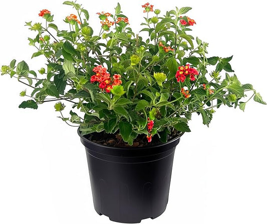 Lantana Dallas Red | 3 Large Gallon Size Plants | Lantana Camara | Flowering Perennial | Garden Colorful Bloom | Hardy Outdoor Decor | Vibrant Red Flowers