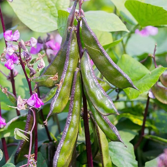 Hyacinth Bean Seeds Lablab Purpureus Vigorous, Fast-Growing Vine Plant Showy, Fragrant Flowers Edible Leaves, Pods Ornamental Plant Popular Choice for Trellises, Arbors, Fences 10Pcs by YEGAOL Garden