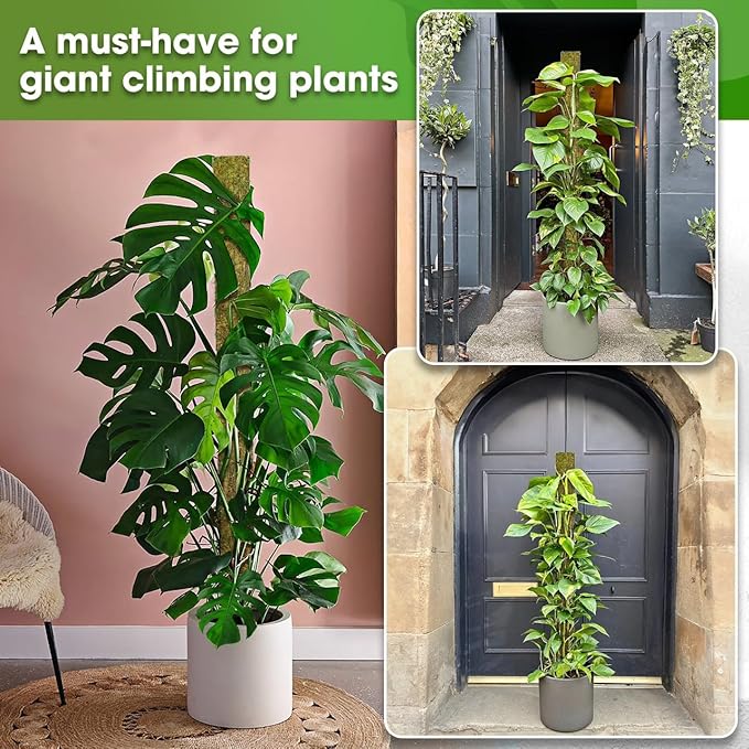 DUSPRO 59’’ D-Shape Moss Pole for Climbing Plants Monstera Moss Plant Pole Handmade Moss Stick for Indoor Plants Grow Upward (59'', 1pc.)