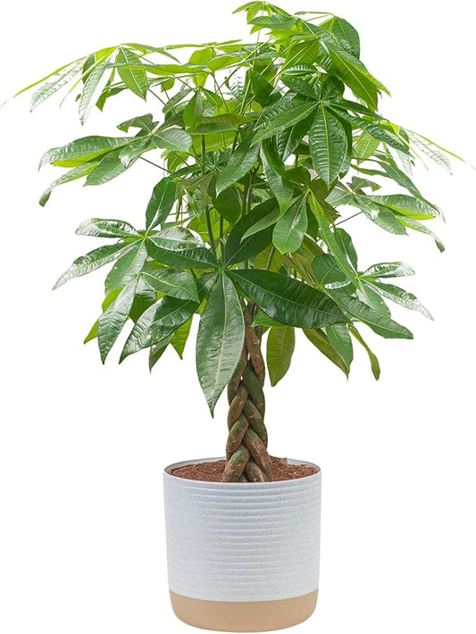 Costa Farms Money Tree Live Plant, Easy to Grow Houseplant Potted in Indoor Garden Pot, Pachira Bonsai in Potting Soil, Gift for Birthday, Housewarming, Thank You, Office and Home Decor, 3-4 Feet Tall