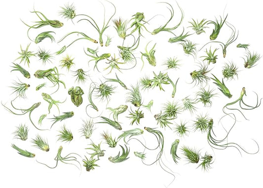 Tillandsia Air Plants Live Indoor Plants (50 Pack), Air Plants Bulk Party Favors or Wedding Favors Live Plants, Air Plant Lover Gifts, DIY Terrarium Kit, Air Succulents Plants Live by Plants for Pets