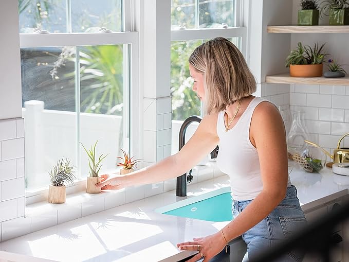 12 Pack Air Plants Red Abdita Tillandsia - Medium Air Plants Live Variety Pack - Live Succulent House Plant - Home Holders and Garden Decor - Easy Care Indoor and Outdoor Plants