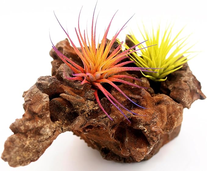 Dyed Tillandsia Ionantha Guatemala Enhanced Colored Colorful Air Plant Live Easy Care Indoor Outdoor Home Decor Gift Airplant by Awesome Industries Live Arrival Guaranteed (Sunset)