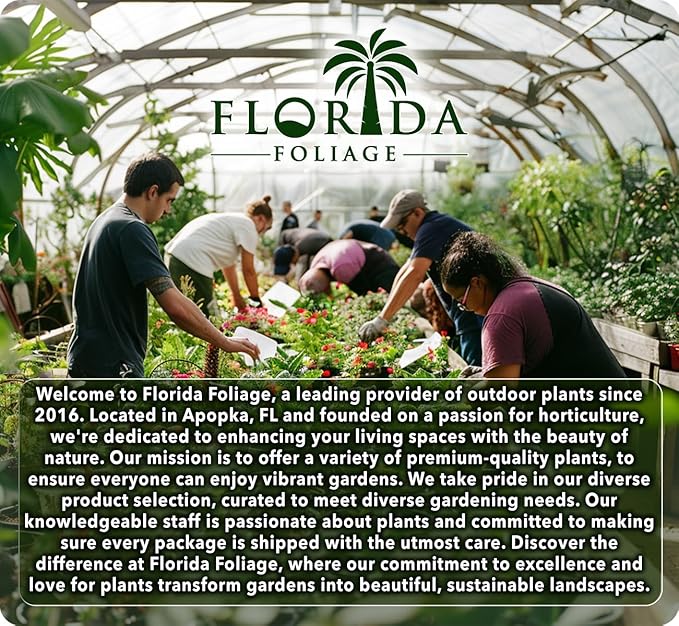 Lantana Dallas Red | 1 Large Gallon Size Plant | Lantana Camara | Flowering Perennial | Garden Colorful Bloom | Hardy Outdoor Decor | Vibrant Red Flowers